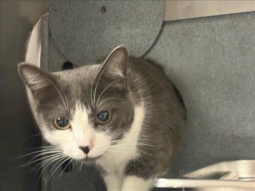 HURRICANE, an adoptable Domestic Short Hair in Chatsworth, CA