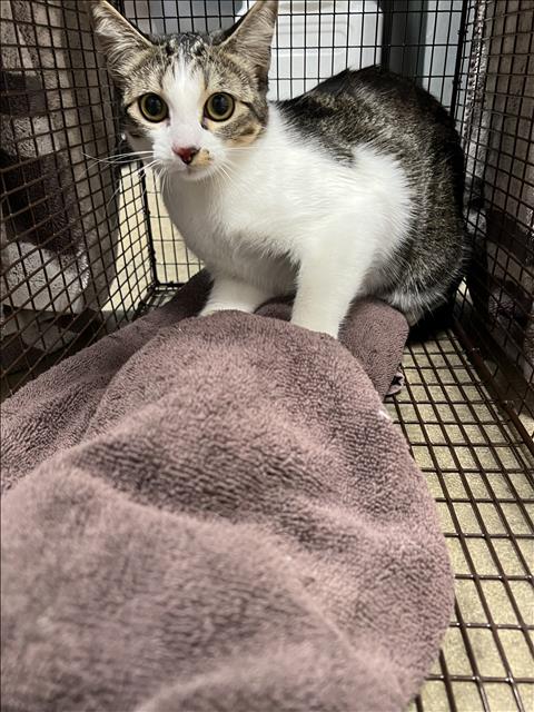TINY, Young American Shorthair (medium coat), cat for adoption in San Buenaventura (Ventura), California