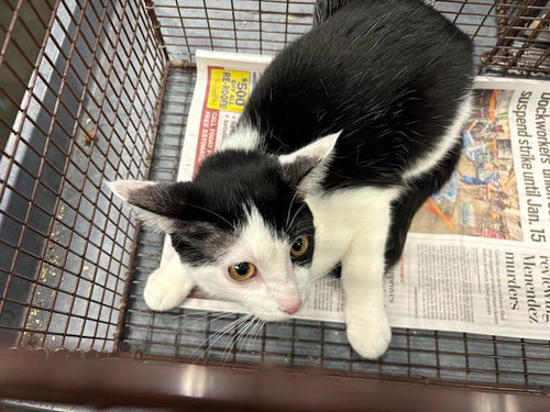 MARINARA, Adult Domestic Short Hair (medium coat), cat for adoption in San Buenaventura (Ventura), California