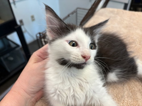 BOLOGNESE, Baby Domestic Short Hair (medium coat), cat for adoption in San Buenaventura (Ventura), California