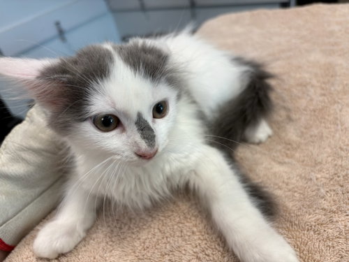 PESTO, Baby Domestic Short Hair (medium coat), cat for adoption in San Buenaventura (Ventura), California