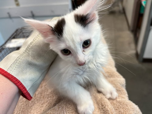 POMODORO, Baby Domestic Short Hair (medium coat), cat for adoption in San Buenaventura (Ventura), California