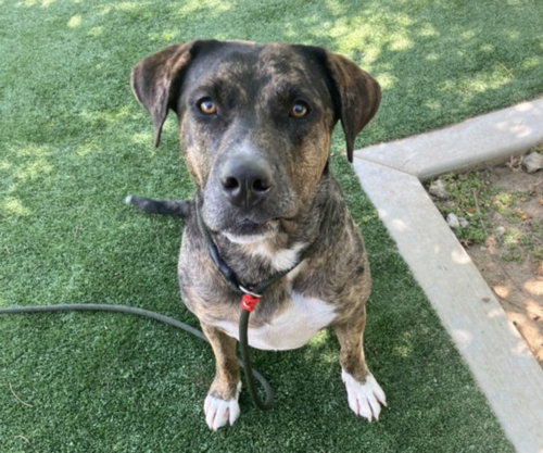 RONY, an adoptable Catahoula Leopard Dog in Chatsworth, CA