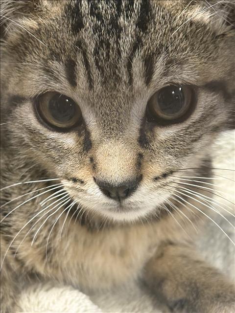 VERNON, an adoptable Domestic Short Hair in Chatsworth, CA