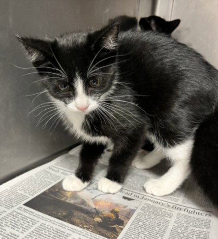 LILI, an adoptable Domestic Short Hair in Chatsworth, CA
