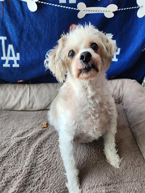 DOLORES, an adoptable Maltese in Chatsworth, CA
