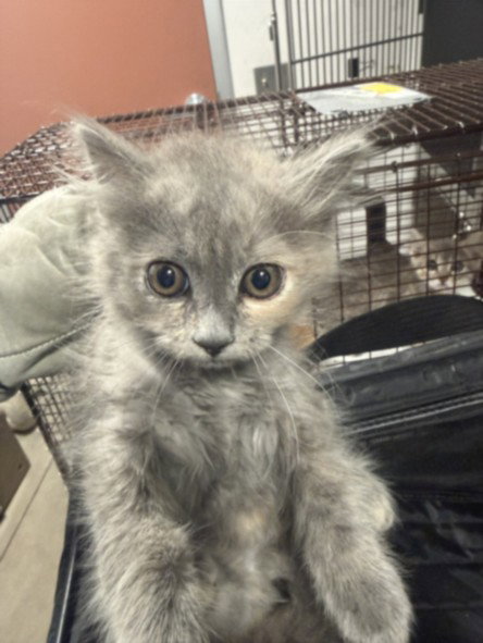 SANDY, an adoptable Domestic Medium Hair in Chatsworth, CA