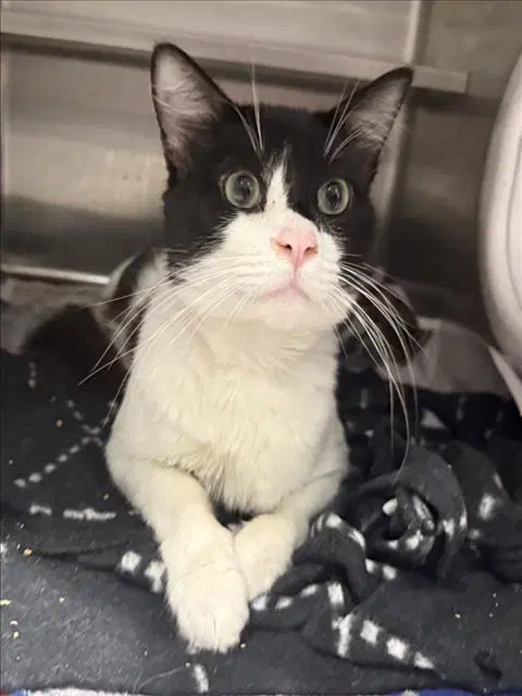 Louis - Domestic Short Hair