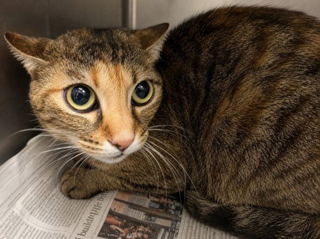 ROSIE, an adoptable Domestic Short Hair in Chatsworth, CA