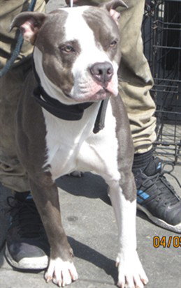 GUNNER, an adoptable Pit Bull Terrier in Chatsworth, CA