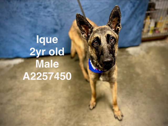 IQUE