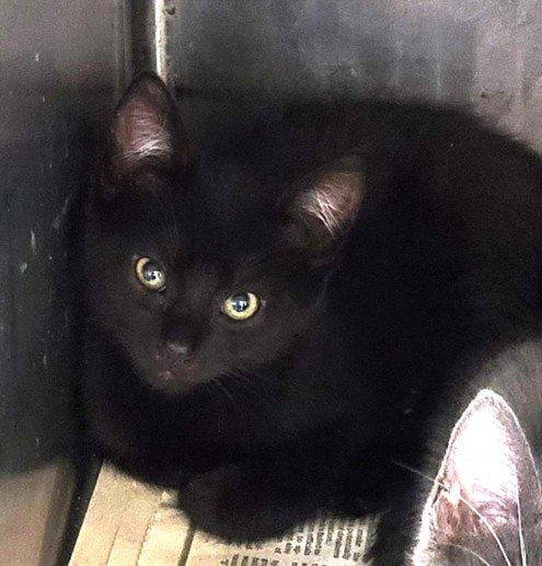 LADY, an adoptable Domestic Short Hair in Chatsworth, CA