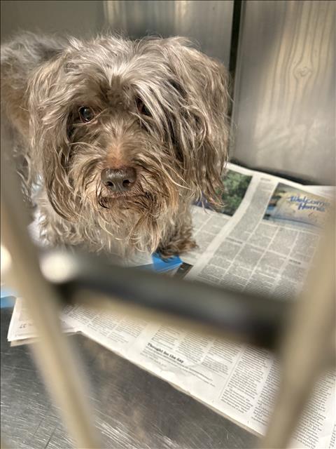 BROWNIE, an adoptable Yorkshire Terrier Yorkie in Chatsworth, CA