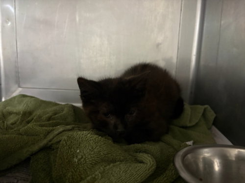 HAROLD, an adoptable Domestic Short Hair in Chatsworth, CA