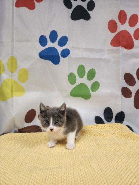 SIGMA, an adoptable Domestic Short Hair in Chatsworth, CA