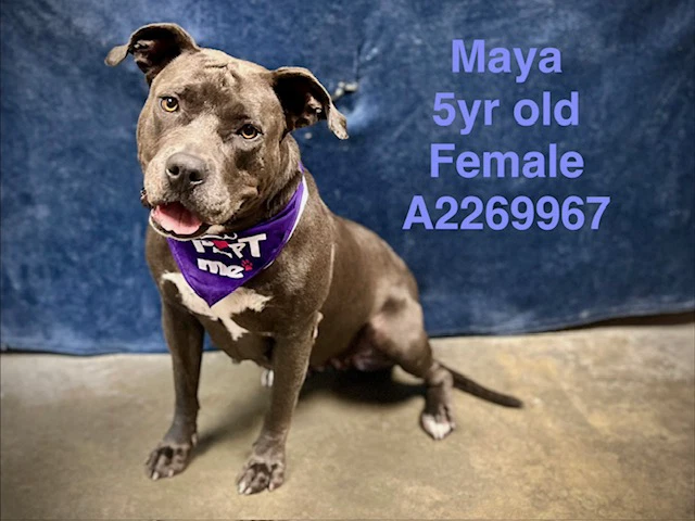 Maya