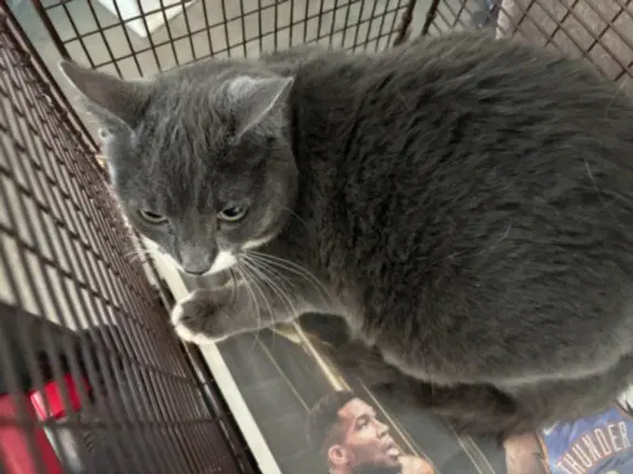 Puka - Domestic Short Hair