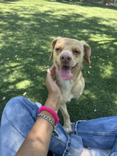 Canelo