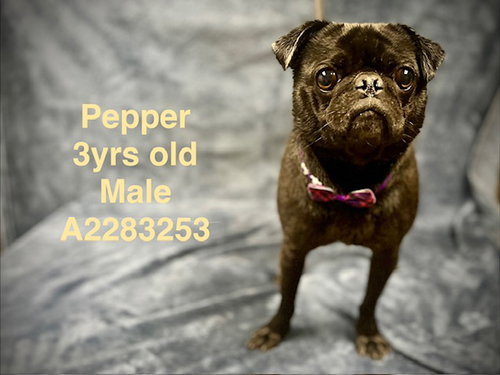 Pepper