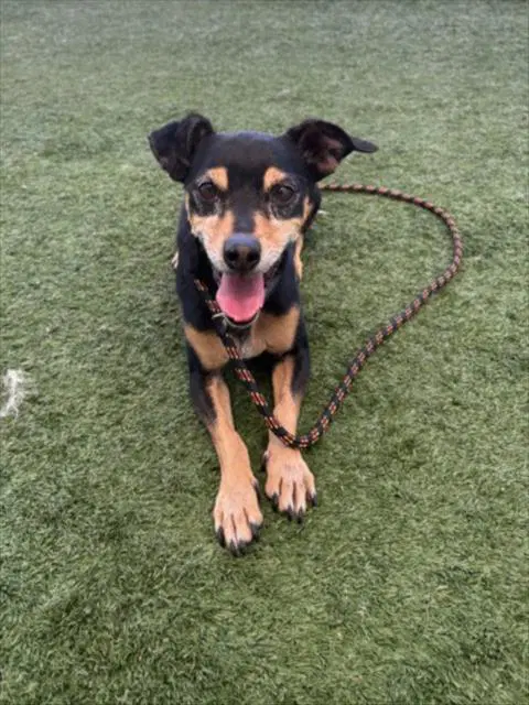 Lucky - Dachshund