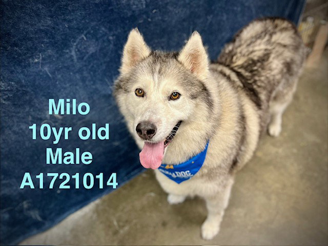 MILO