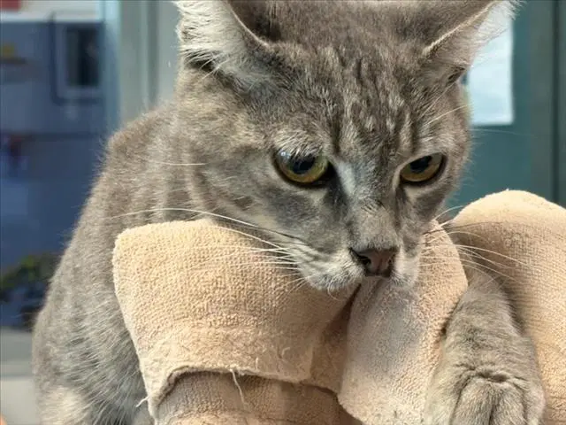 Dharma - Domestic Short Hair