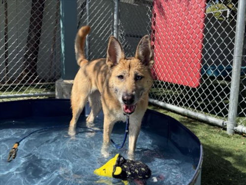 picture of the dog needing adoption