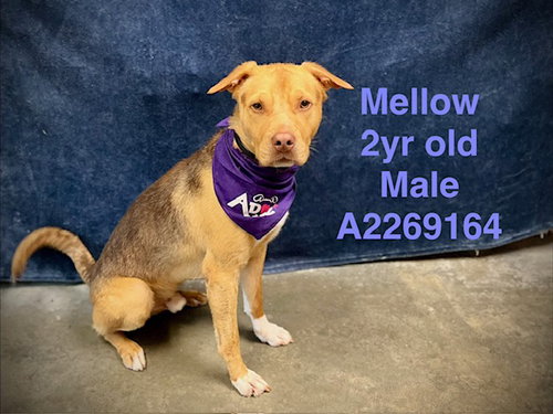 picture of the dog needing adoption