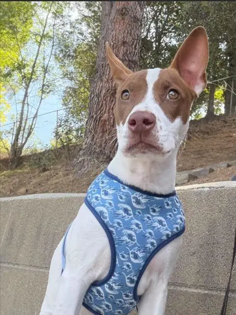 Angie - Rat Terrier