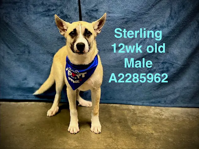 Sterling - German Shepherd Dog