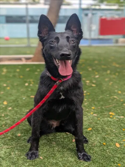 Nuna - Belgian Shepherd Malinois