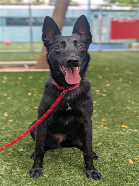 picture of the dog needing adoption