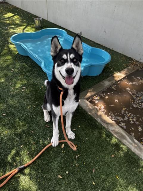 picture of the dog needing adoption