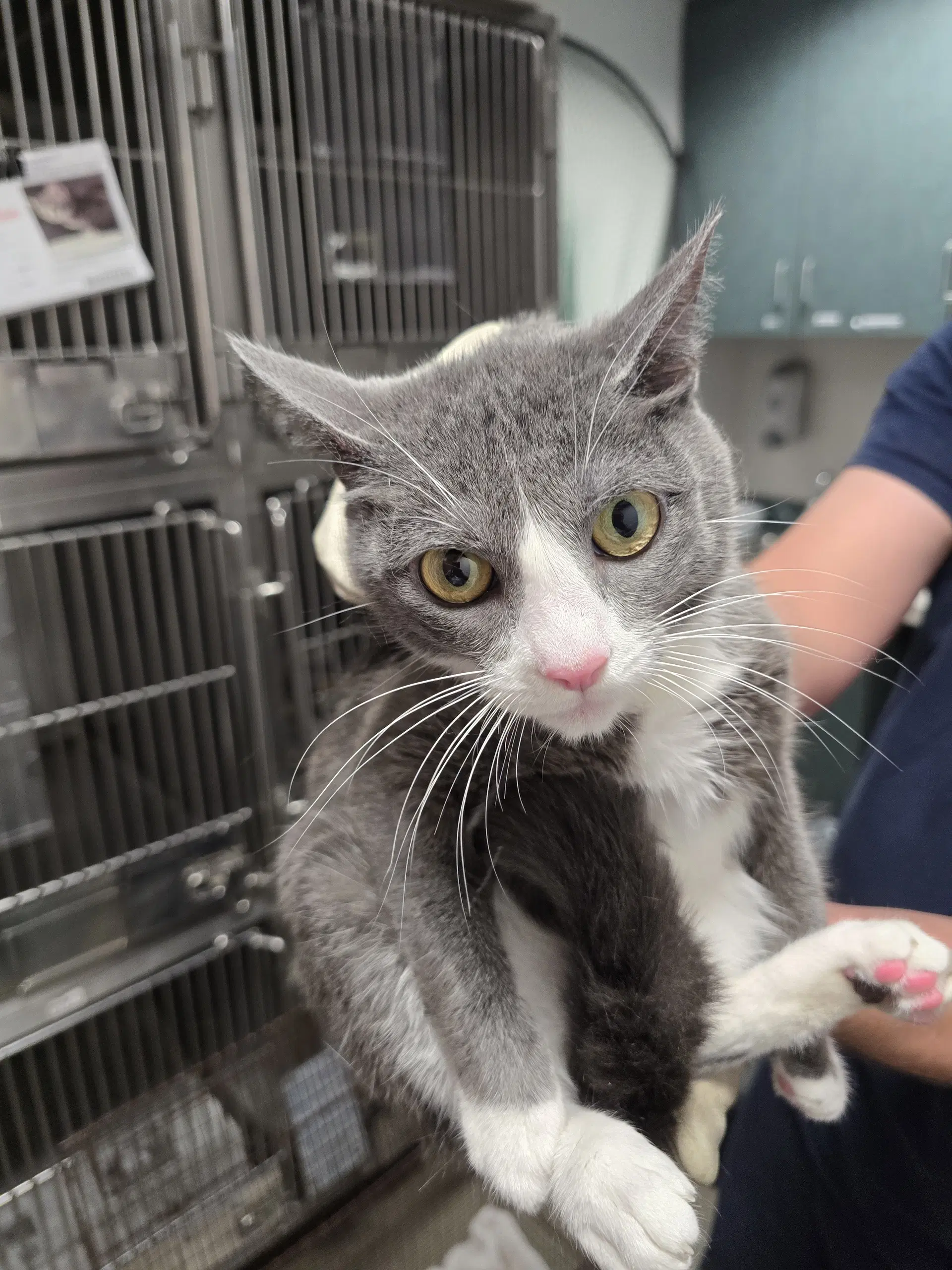 Luna - American Shorthair
