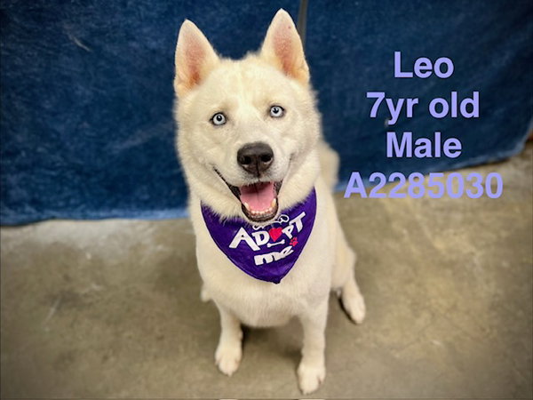 LEO