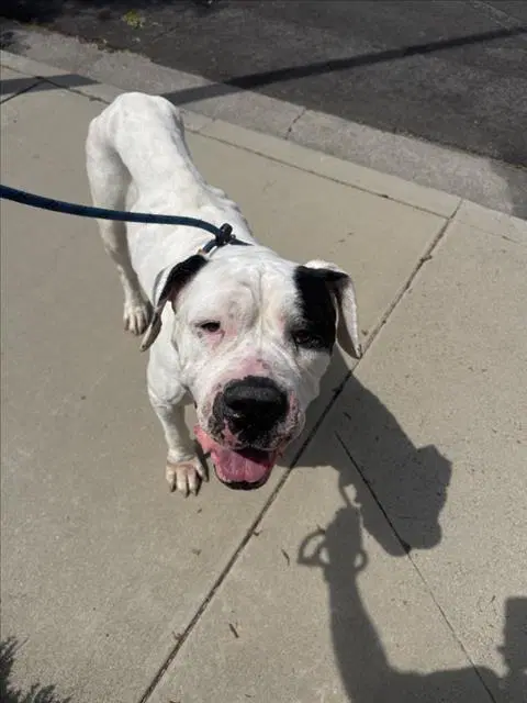 Big Momma - Mastiff