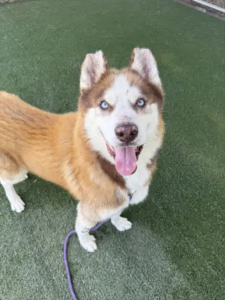 Maple - Husky