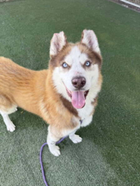 picture of the dog needing adoption