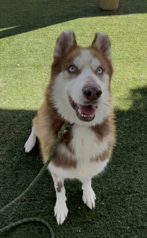 Maple, Husky (medium coat)