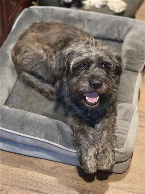 Ted - Schnauzer