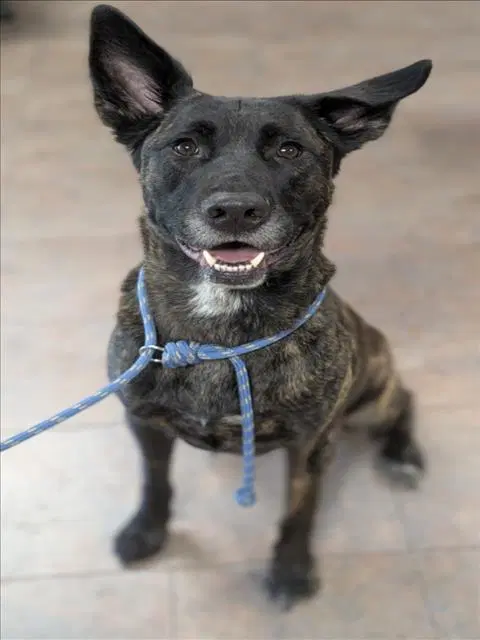 Boyd - German Shepherd Dog