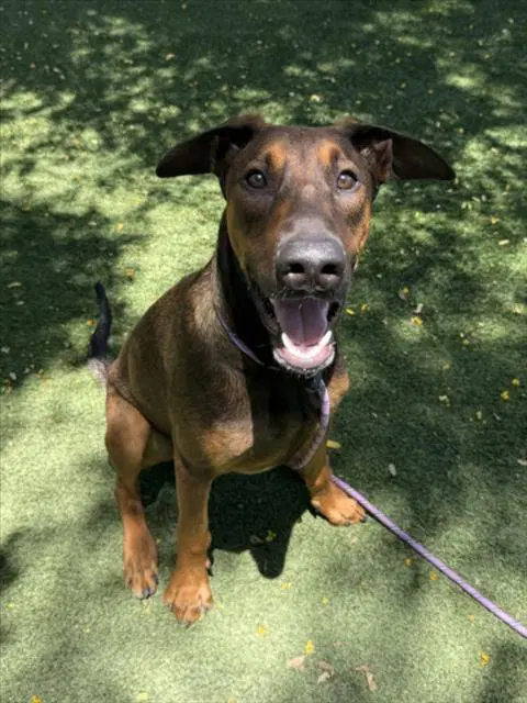 Lucky - Doberman Pinscher