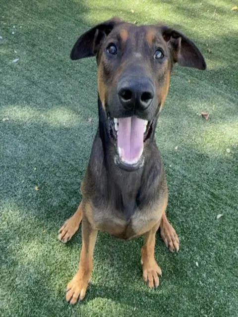 Lucky - Doberman Pinscher