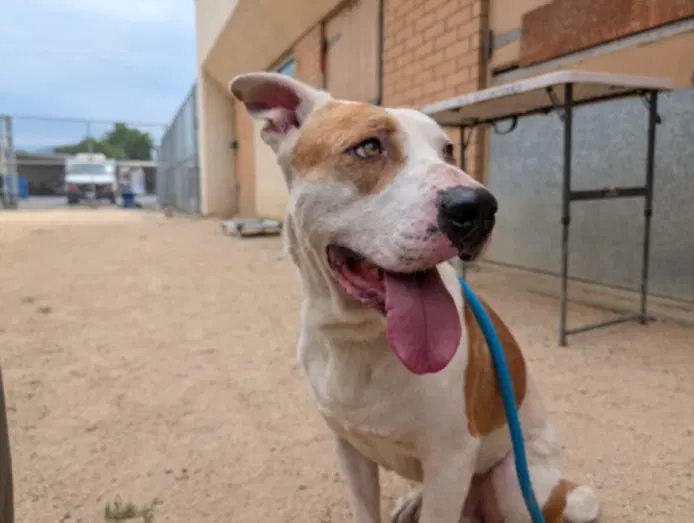 Jeffrey - American Pit Bull Terrier
