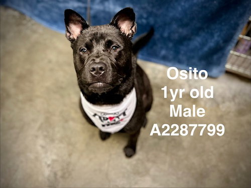 picture of the dog needing adoption