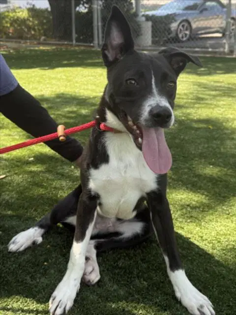 Oreo - Pit Bull Terrier