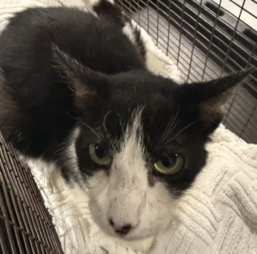 Lyza - Domestic Short Hair