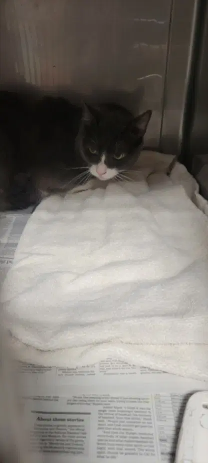 Mochi - American Curl