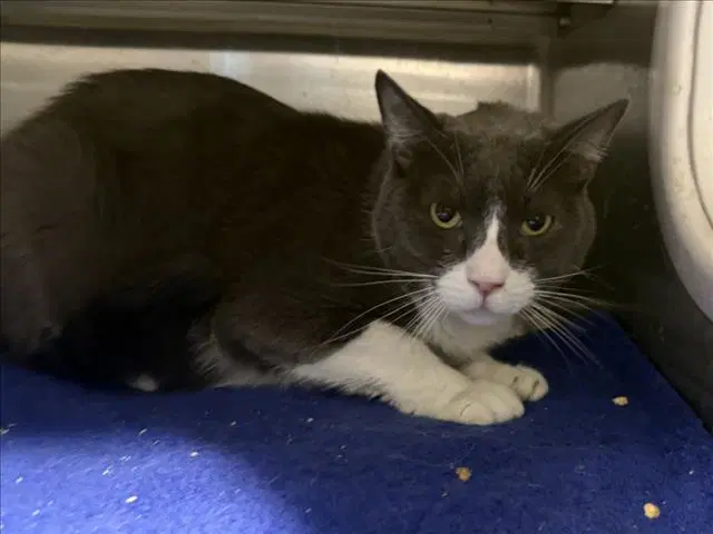 Mochi - American Curl