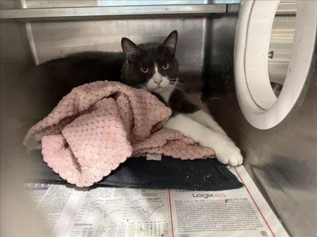 Mochi - American Curl